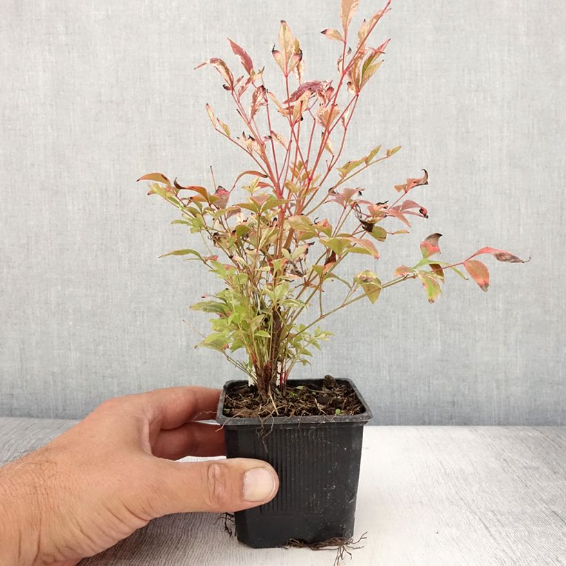 Ejemplar de Nandina domestica Twilight Maceta de 8/9 cm entregado en verano