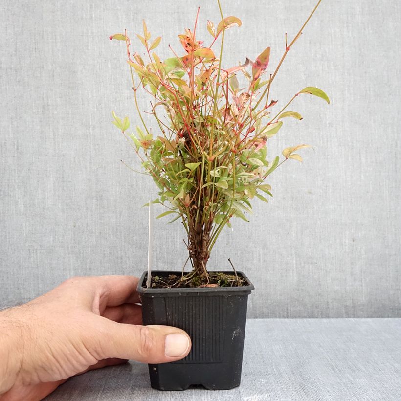 Ejemplar de Nandina domestica Twilight Maceta de 8/9 cm entregado en otoño