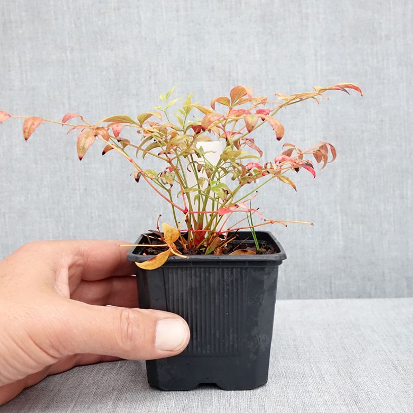 Nandina domestica Obsessed Seika Maceta de 8/9 cm Ejemplar entregado en la primavera