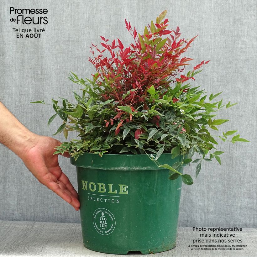 Ejemplar de Nandina domestica Obsessed Seika Maceta 7,5L/10L entregado en verano
