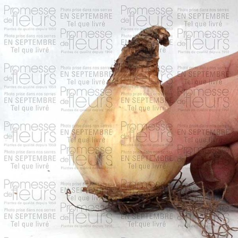 Ejemplo de ejemplar de Narciso Misty Glen Bulbo calibre 12 tal y como se entrega