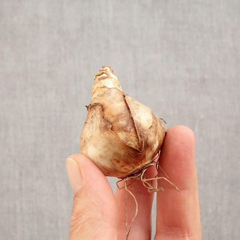 Ejemplar de Narciso Audubon Bulbo calibre 14+ entregado en otoño