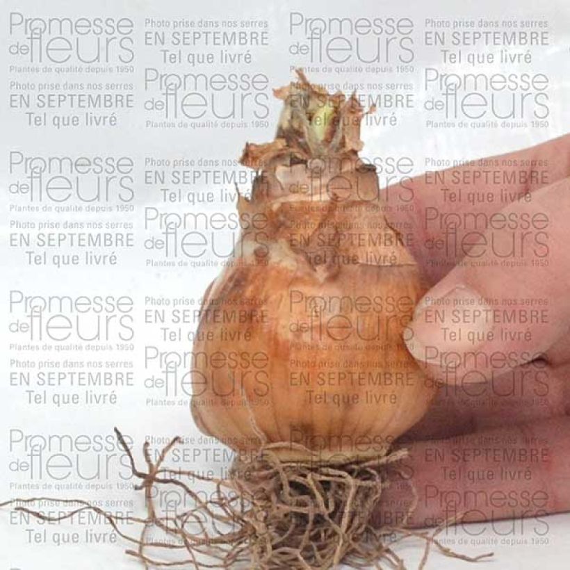 Ejemplo de ejemplar de Narcisse Avalon Bulbe calibre 12+ tal y como se entrega