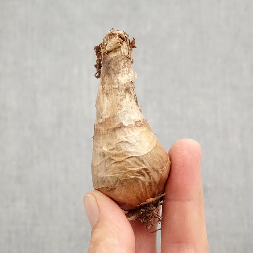 Ejemplar de Narciso Berlin Bulbo calibre 12+ entregado en otoño