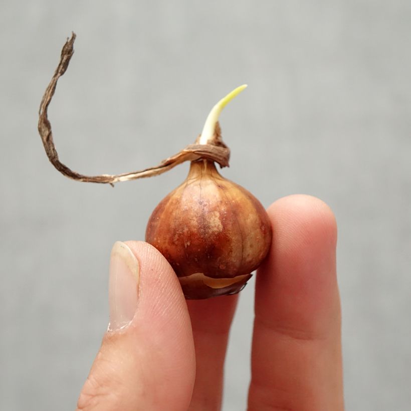 Ejemplar de Narciso bulbocodium Cantabricus - Narciso de olor Bulbo calibre 8+ entregado en otoño