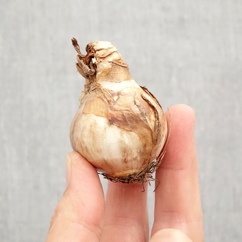 Ejemplar de Narciso Changing Colors Bulbo calibre 12+ entregado en otoño