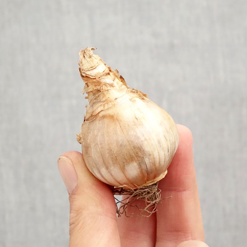 Ejemplar de Narciso Copper Queen Bulbo calibre 12+ entregado en otoño