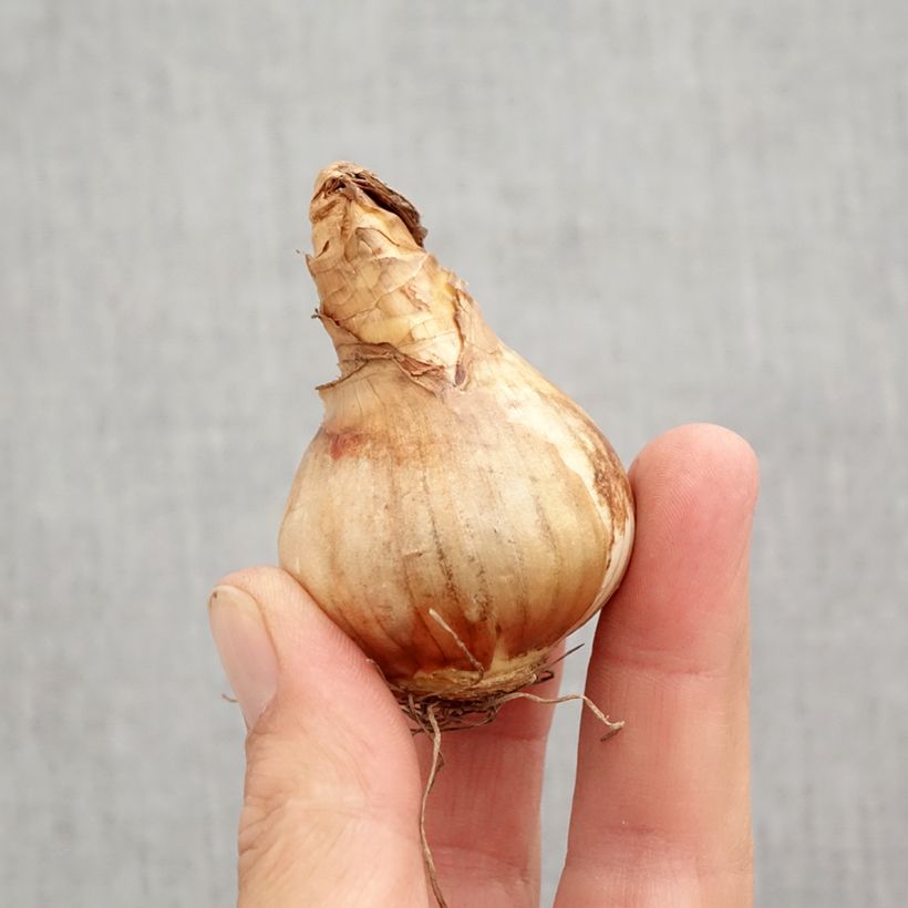 Ejemplar de Narciso Cotinga Bulbo calibre 12+ entregado en otoño