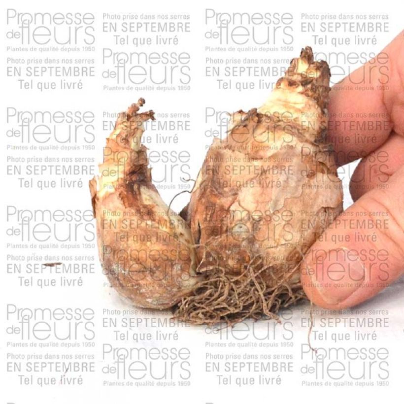 Ejemplo de ejemplar de Narcisse Trena Bulbe calibre 12+ tal y como se entrega