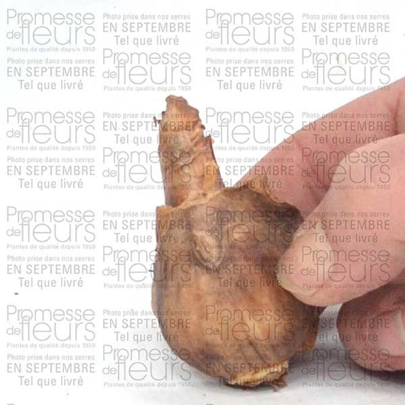 Ejemplo de ejemplar de Narciso Dutch Master Bulbo calibre 12+ tal y como se entrega