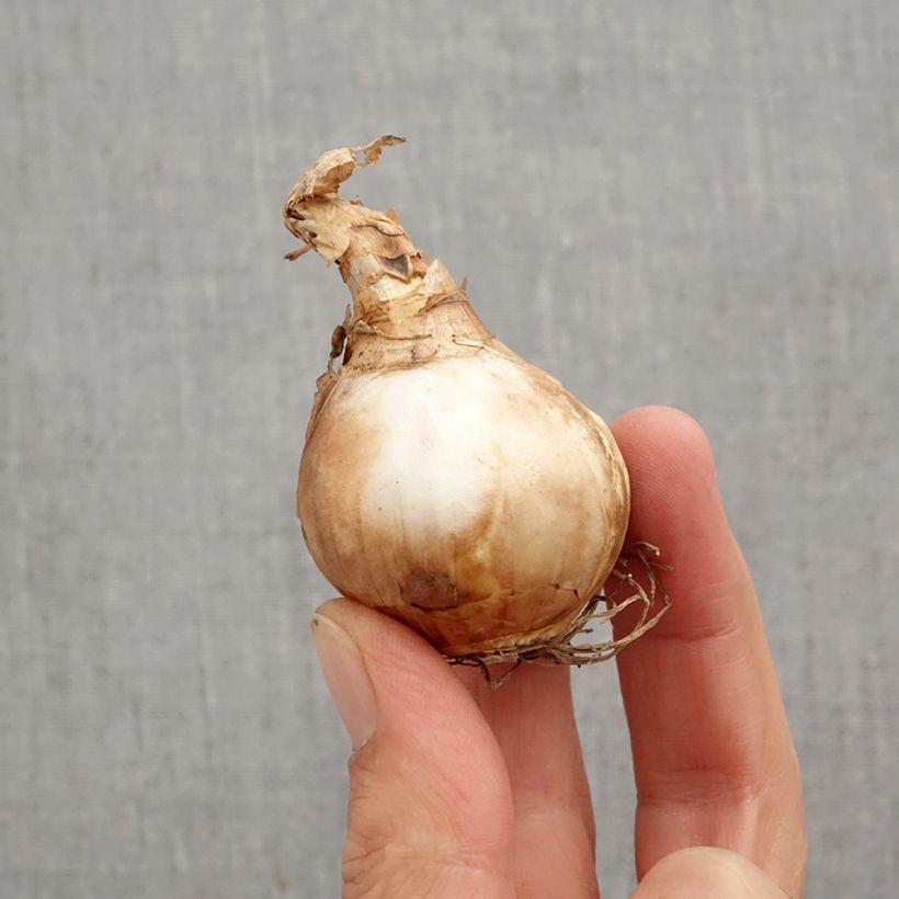 Ejemplar de Narciso Dutch Master Bulbo calibre 12+ entregado en otoño