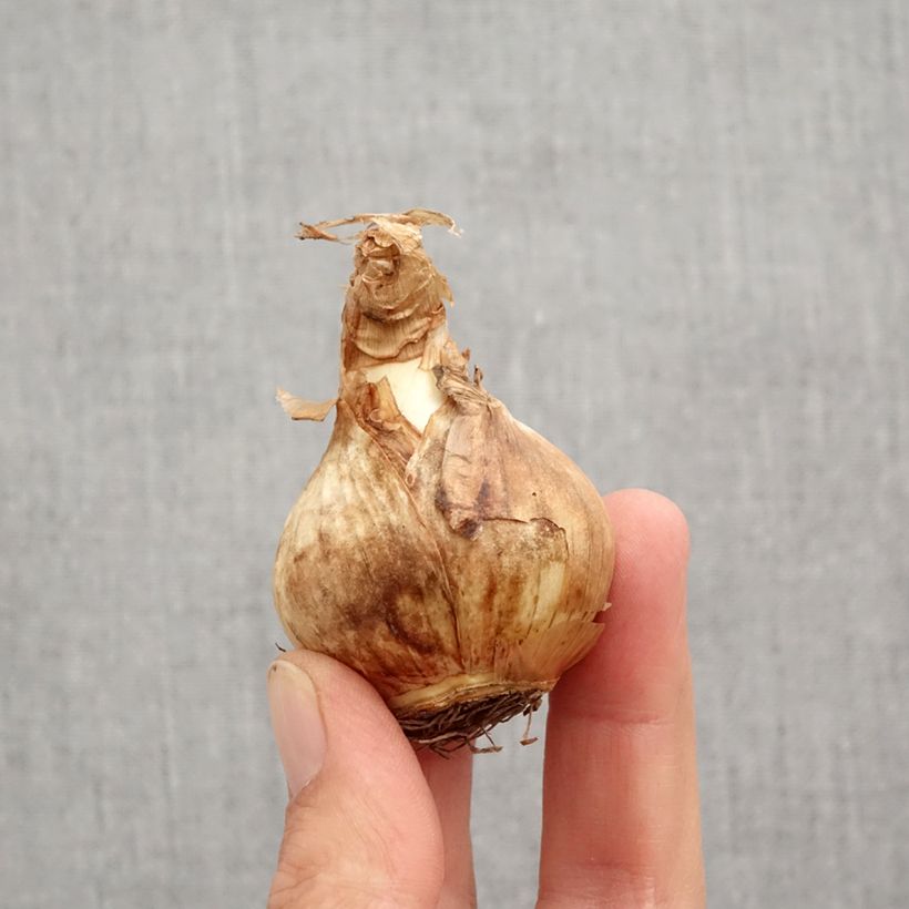 Ejemplar de Narciso Edna Earl Bulbo calibre 12+ entregado en otoño