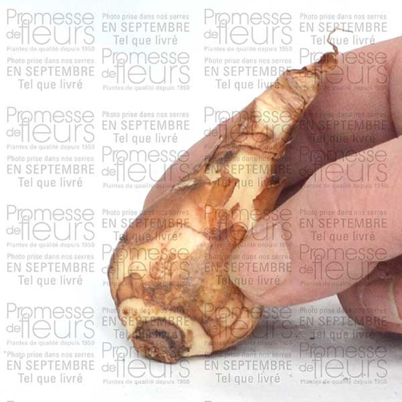 Ejemplo de ejemplar de Narciso Finland Bulbo calibre 14+ tal y como se entrega