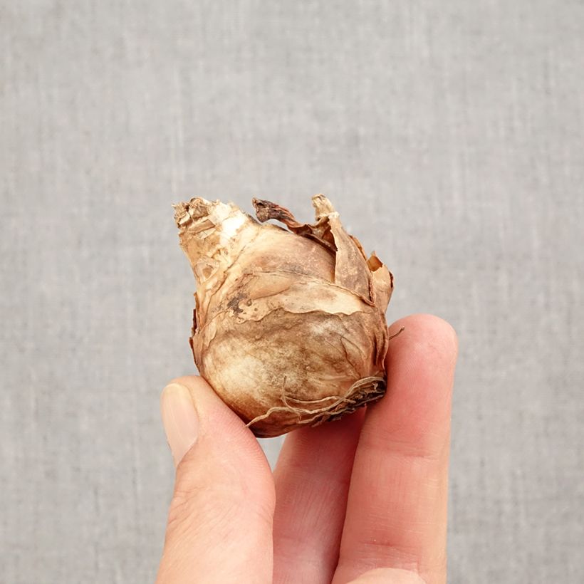 Ejemplar de Narciso Finland Bulbo calibre 14+ entregado en otoño