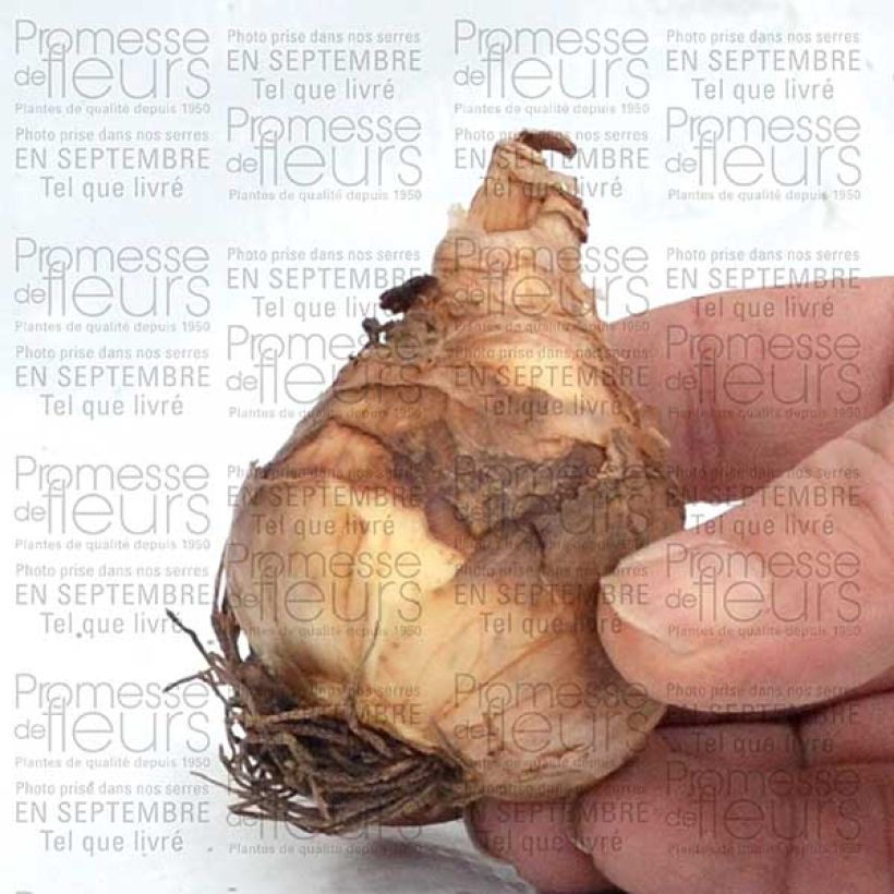 Ejemplo de ejemplar de Narcisse Flower Record Bulbe calibre 12+ tal y como se entrega