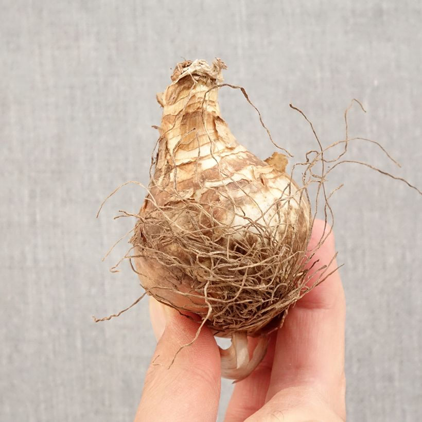 Ejemplar de Narciso Fragrant Rose Bulbo calibre 14+ entregado en otoño