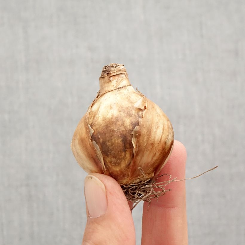 Ejemplar de Narciso Girl Power Bulbo calibre 12+ entregado en otoño