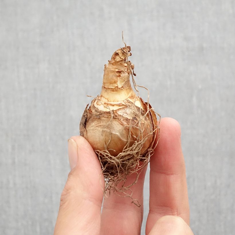 Ejemplar de Narciso Ice Follies Bulbo calibre 12 entregado en otoño