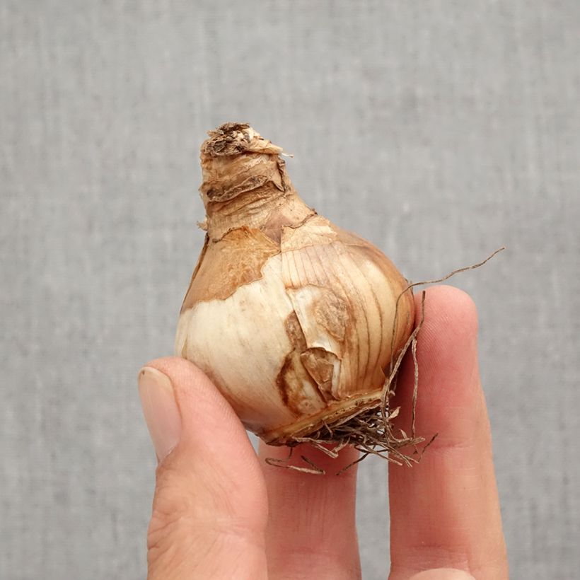 Ejemplar de Narciso Irene Coppeland Bulbo calibre 12+ entregado en otoño