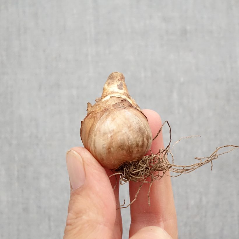 Ejemplar de Narciso Katie Heath Bulbo calibre 10+ entregado en otoño