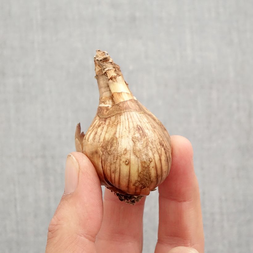 Ejemplar de Narciso Lancaster Bulbo calibre 12/14 entregado en otoño