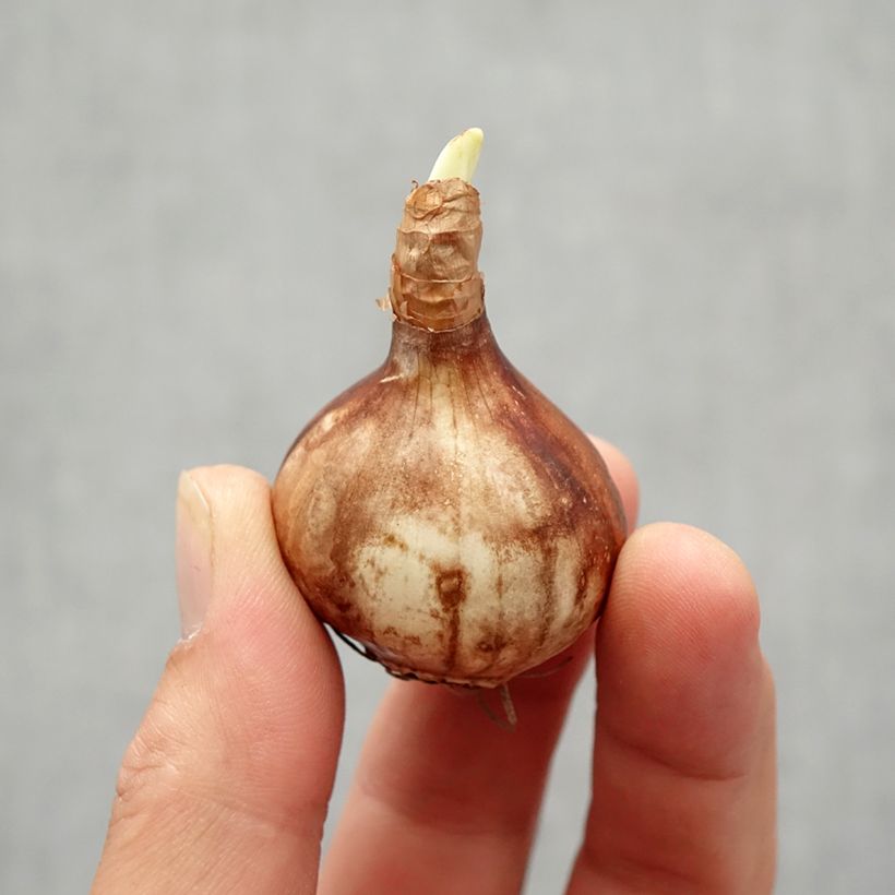 Ejemplar de Narciso jonquilla Martinette Bulbo calibre 12+ entregado en otoño