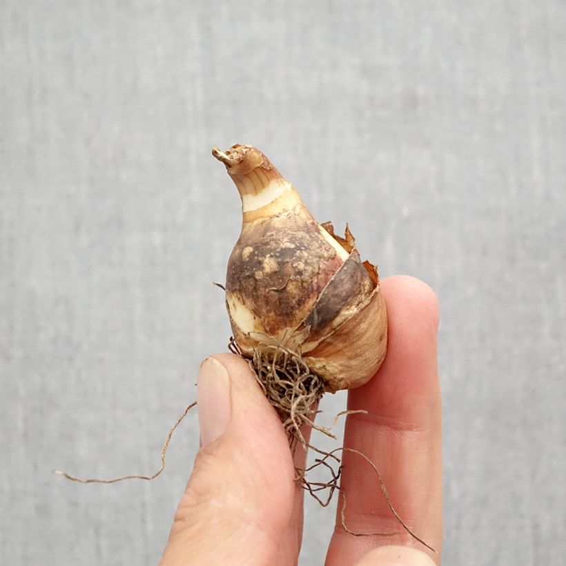 Ejemplar de Narciso Sailboat Bulbo calibre 10+ entregado en otoño