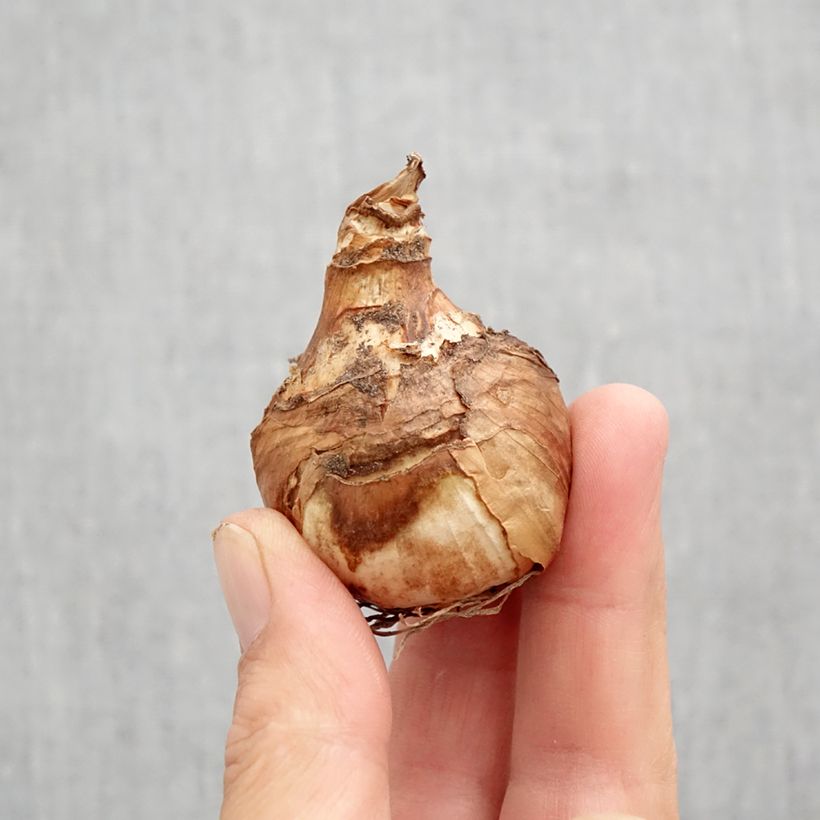 Ejemplar de Narciso Misty Glen Bulbo calibre 12 entregado en otoño