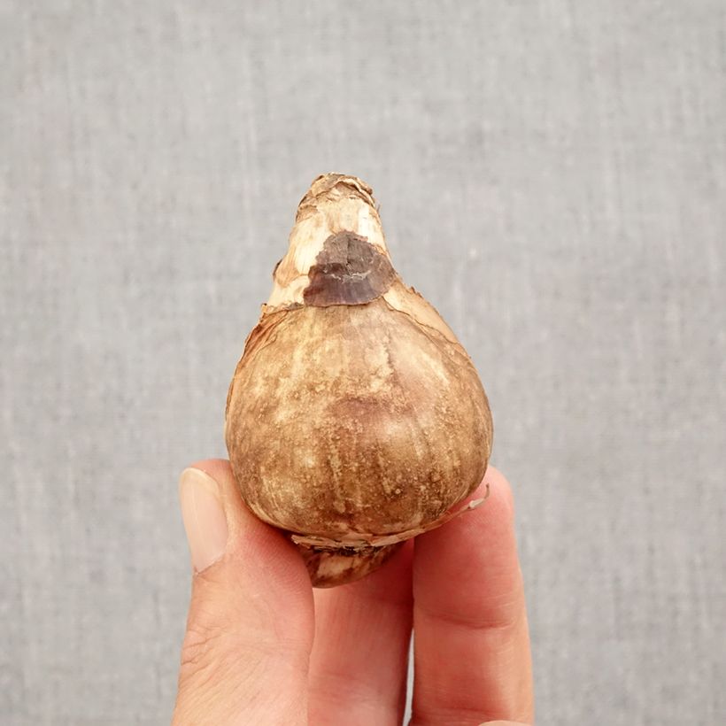 Ejemplar de Narciso Mount Hood Bulbo calibre 14/16 entregado en otoño