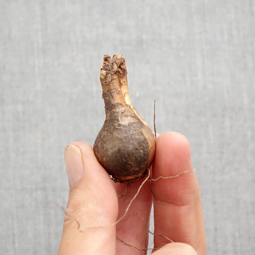 Ejemplar de Narciso odorus Campernelle Bulbo calibre 10+ entregado en otoño