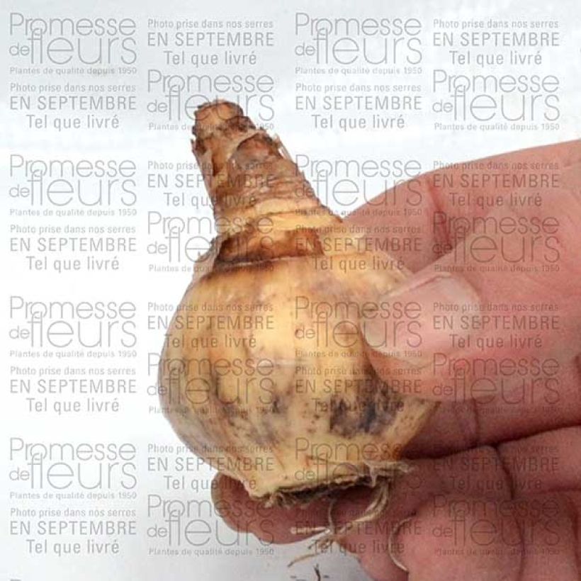 Ejemplo de ejemplar de Narcisse Parabole Bulbe calibre 12+ tal y como se entrega