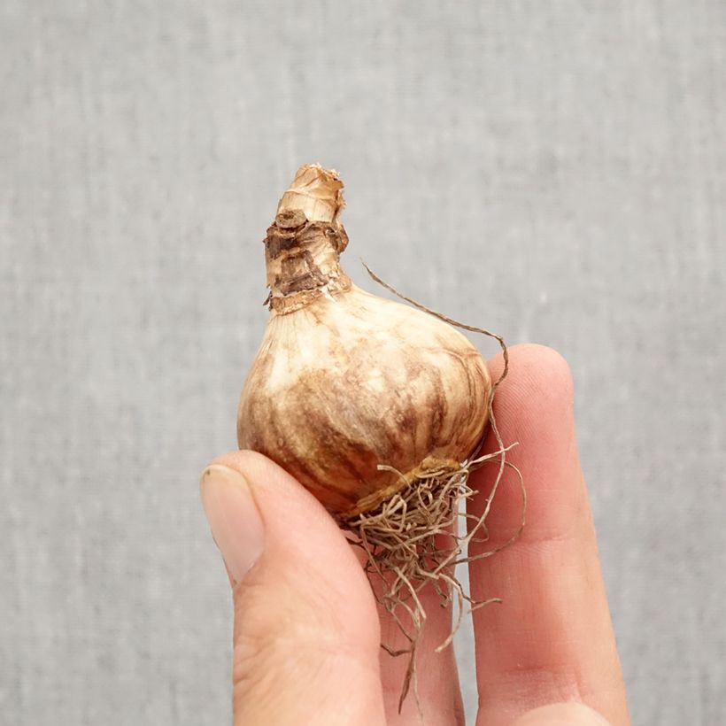 Ejemplar de Narcisus cyclamineus Peeping Jenny Bulbo calibre 12+ entregado en otoño