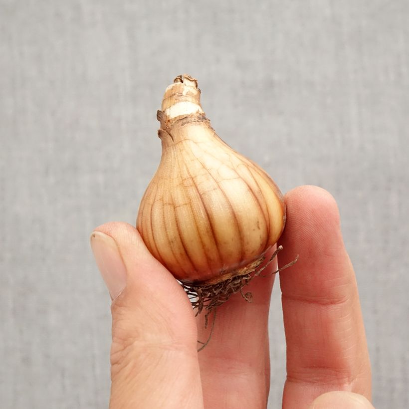 Ejemplar de Narciso Pink Charm Bulbo calibre 12+ entregado en otoño