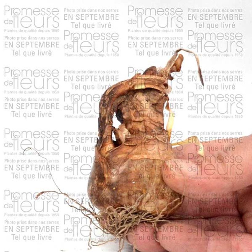 Ejemplo de ejemplar de Narciso de los poetas - Narcissus poeticus Albus Plenus Odoratus Bulbo calibre 12+ tal y como se entrega