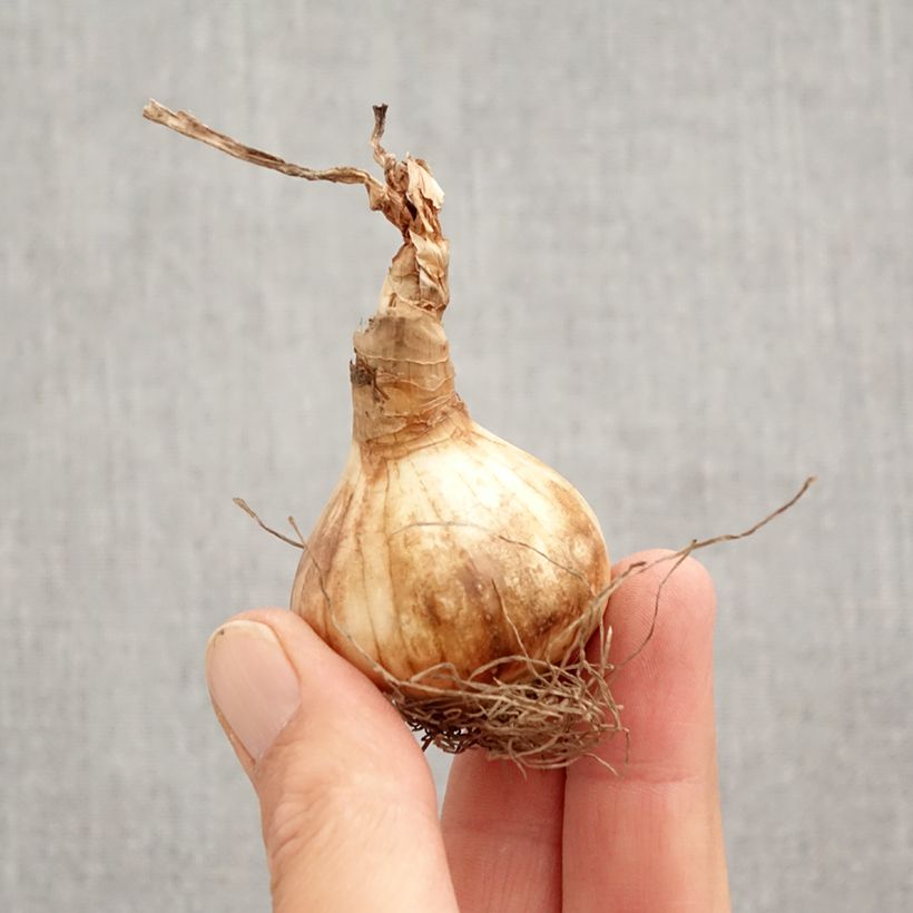 Ejemplar de Narciso de los poetas - Narcissus poeticus var. recurvus Bulbo calibre 12+ entregado en otoño