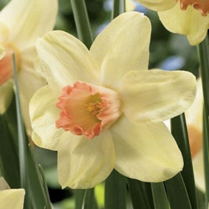 Narciso cyclamineus Prototype (Floración)