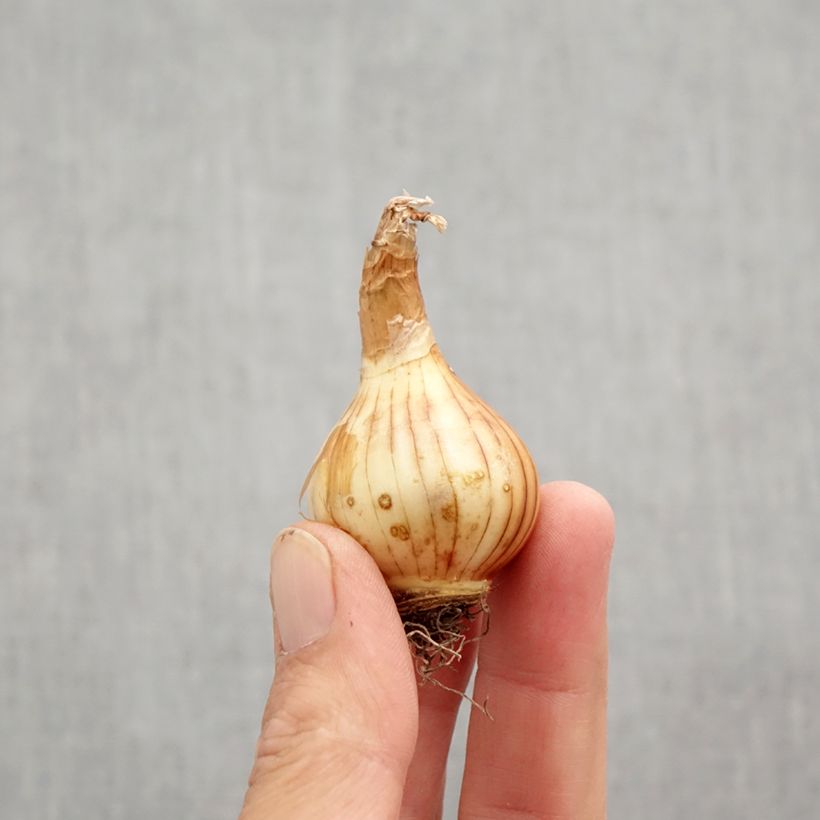 Ejemplar de Narciso pumilus Rip van Winkle Bulbo calibre 10+ entregado en otoño