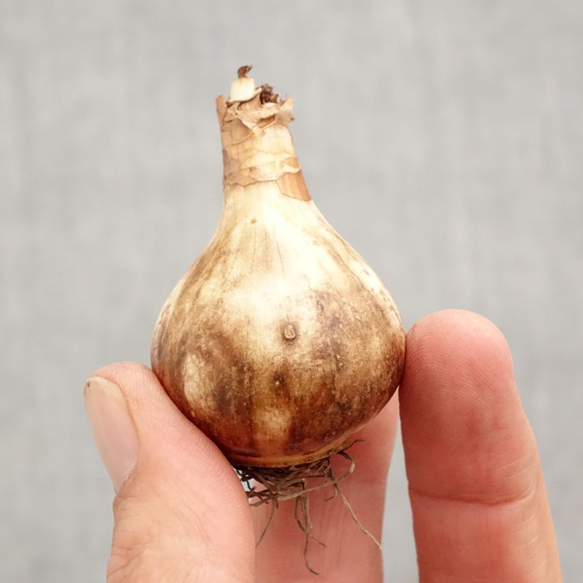 Ejemplar de Narciso Rose of May Bulbo calibre 12+ entregado en otoño