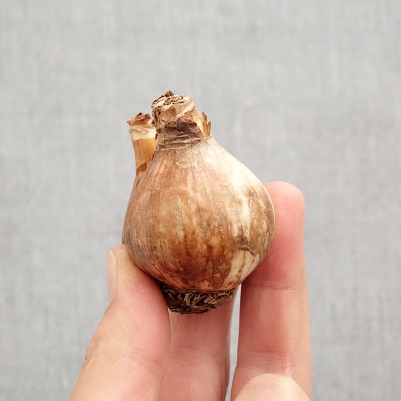 Ejemplar de Narciso Sabatini Bulbo calibre 12/14 entregado en otoño