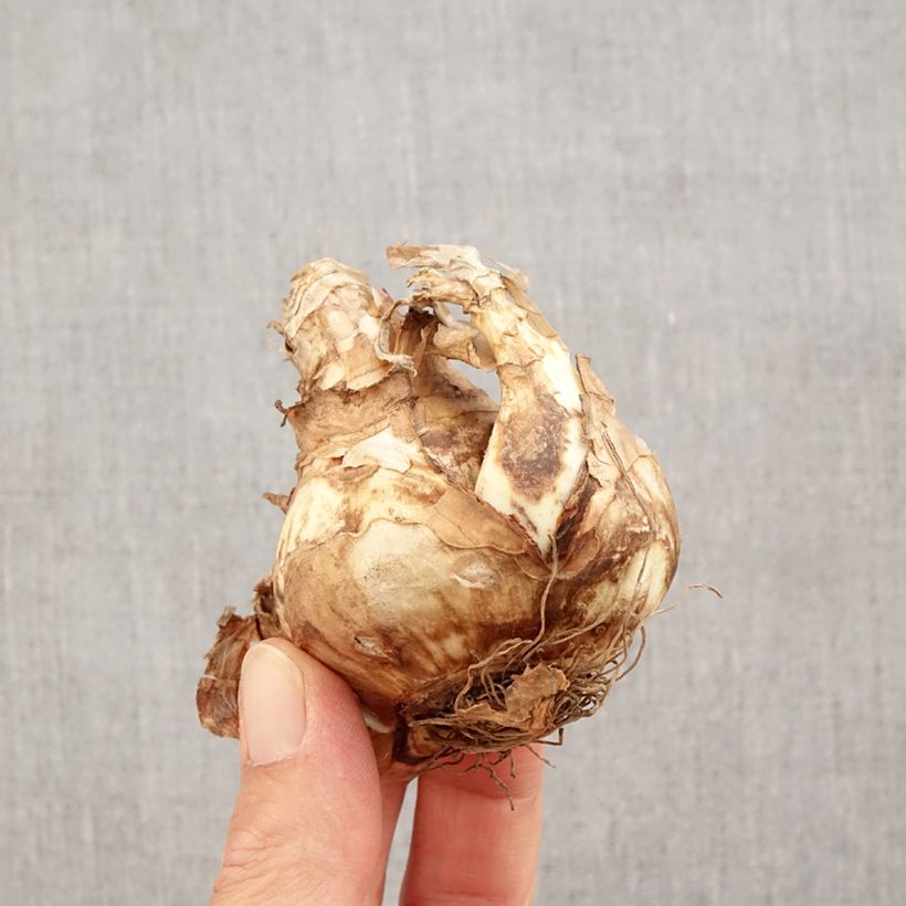 Ejemplar de Narciso Sagitta Bulbo calibre 14+ entregado en otoño