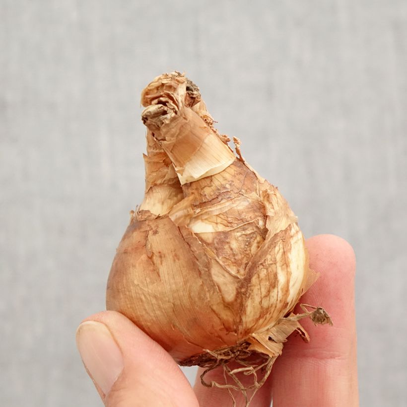 Ejemplar de Narciso cyclamineus Skype Bulbo calibre 14/16 entregado en otoño