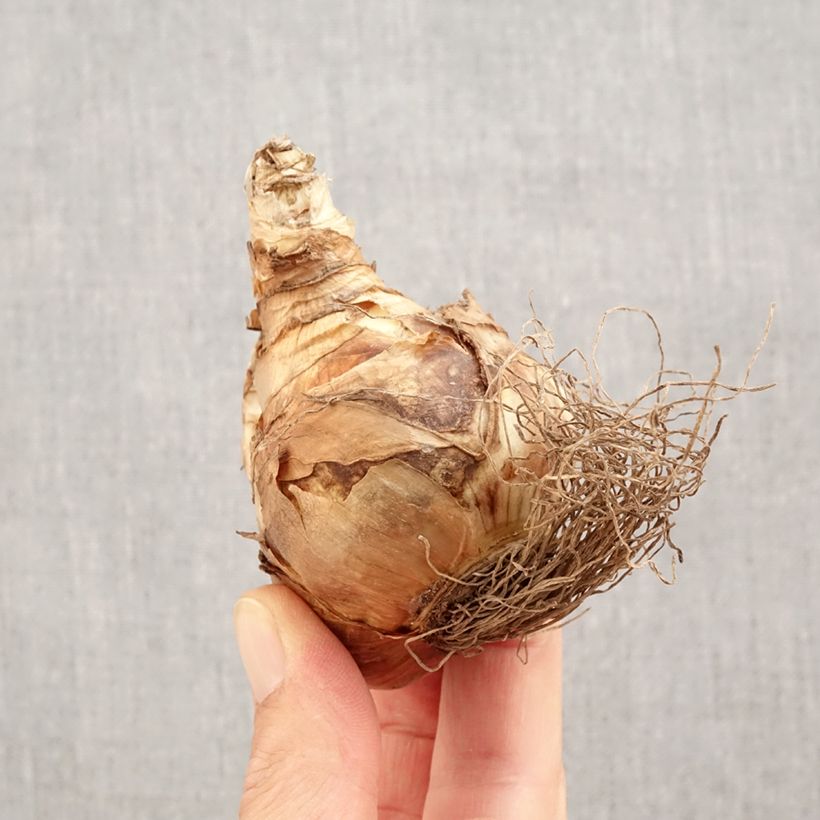 Ejemplar de Narciso Snowtip Bulbo calibre 14+ entregado en otoño