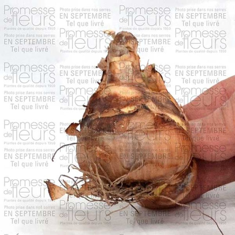Ejemplo de ejemplar de Narcisse Suzy Bulbe calibre 12+ tal y como se entrega