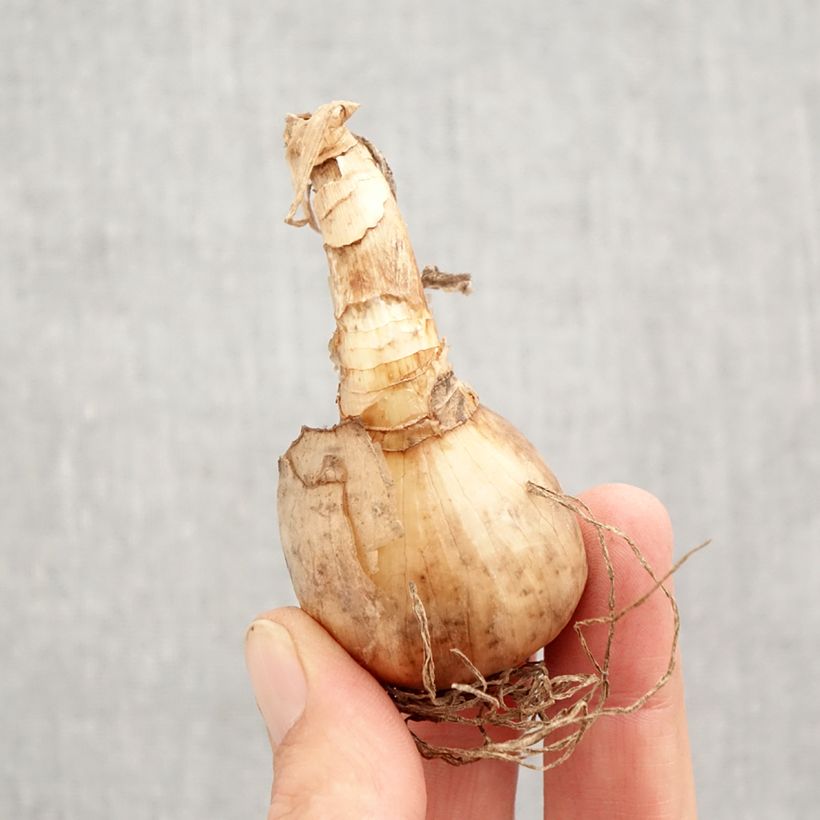 Ejemplar de Narcisse tazetta Abba Bulbo calibre 12+ entregado en otoño