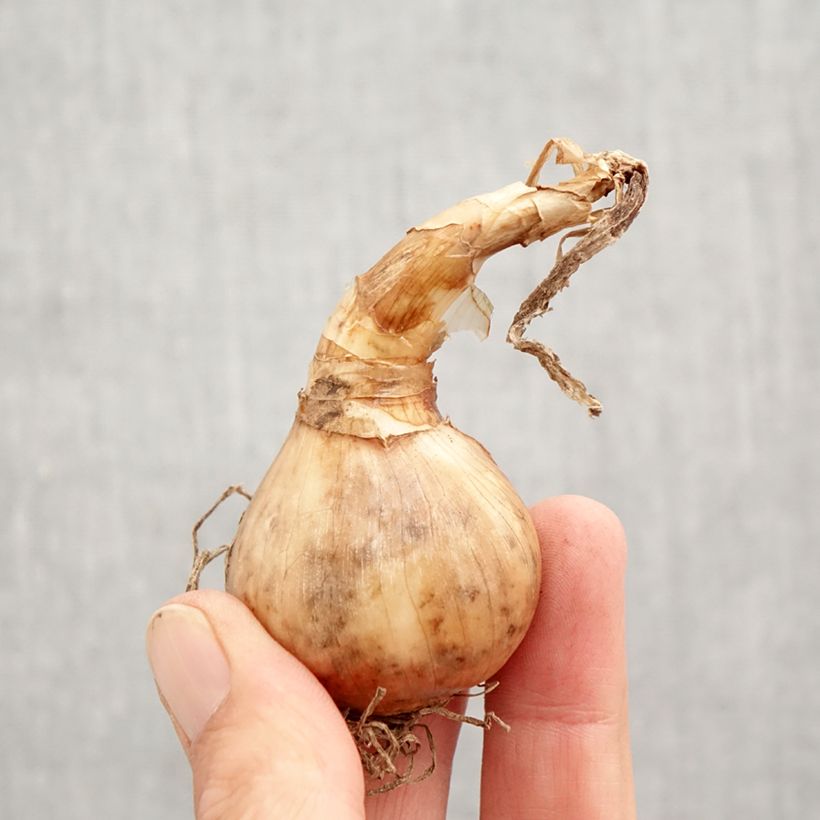 Ejemplar de Narciso tazetta Laurens Koster Bulbo calibre 12+ entregado en otoño