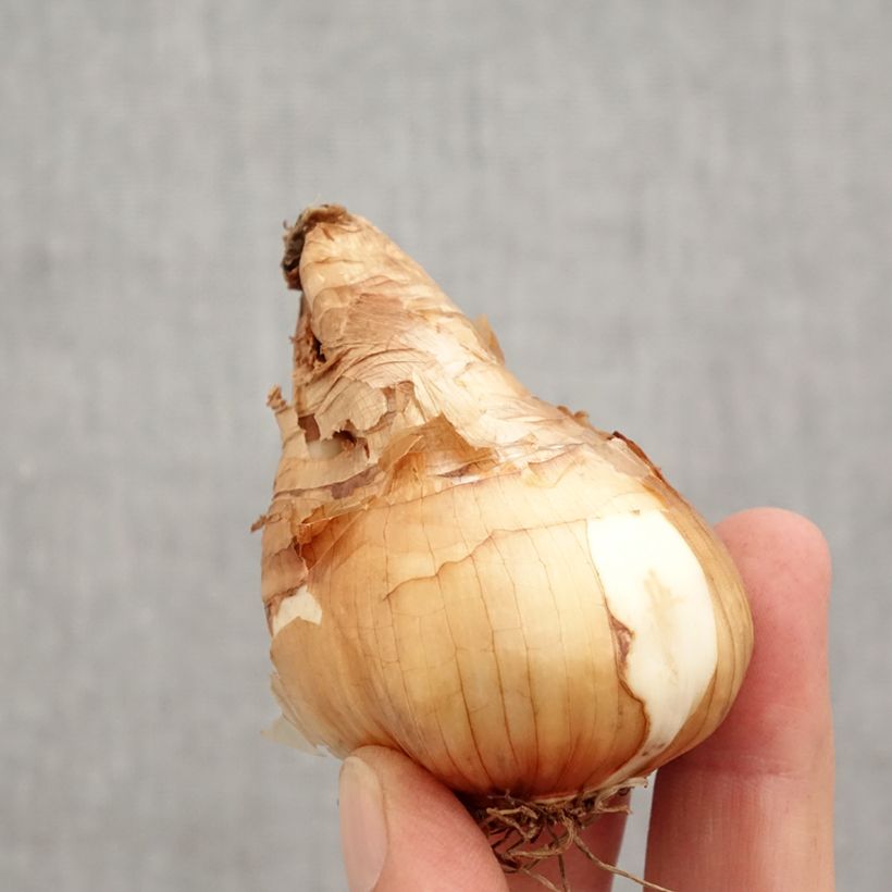 Ejemplar de Narciso cyclamineus Tête à Tête Bulbo calibre 14/16 entregado en otoño