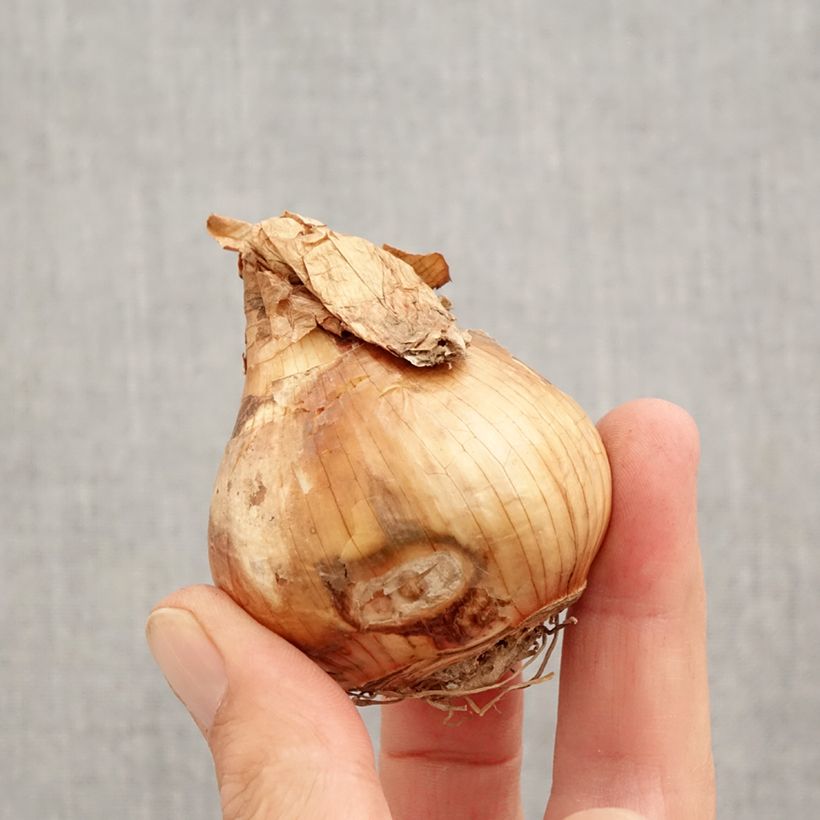 Ejemplar de Narciso Walz Bulbo calibre 12+ entregado en otoño