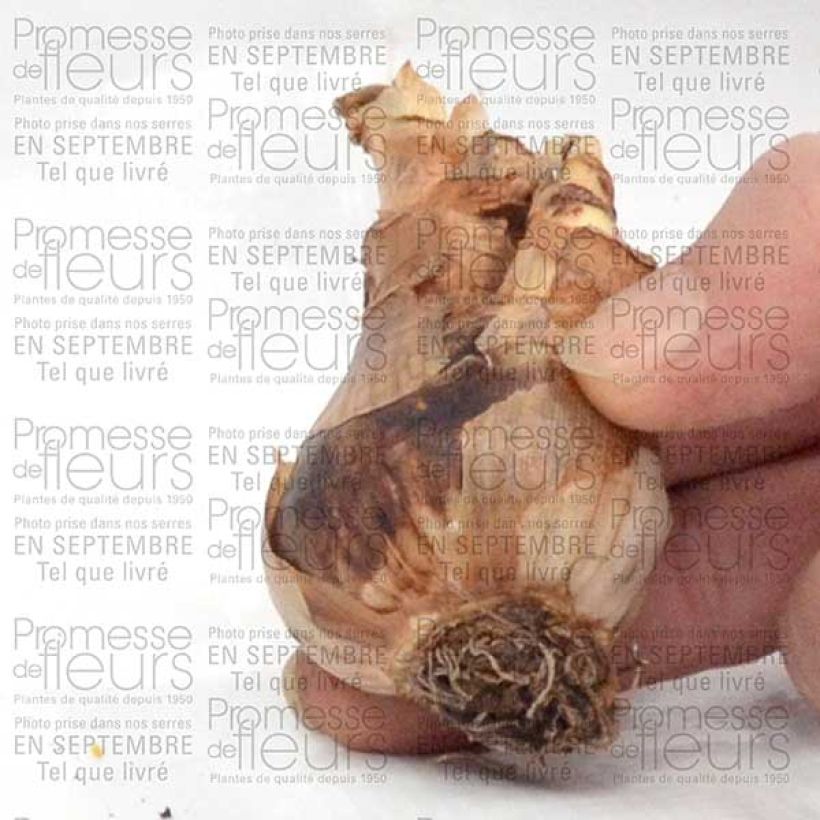 Ejemplo de ejemplar de Narciso Wave Bulbo calibre 12+ tal y como se entrega