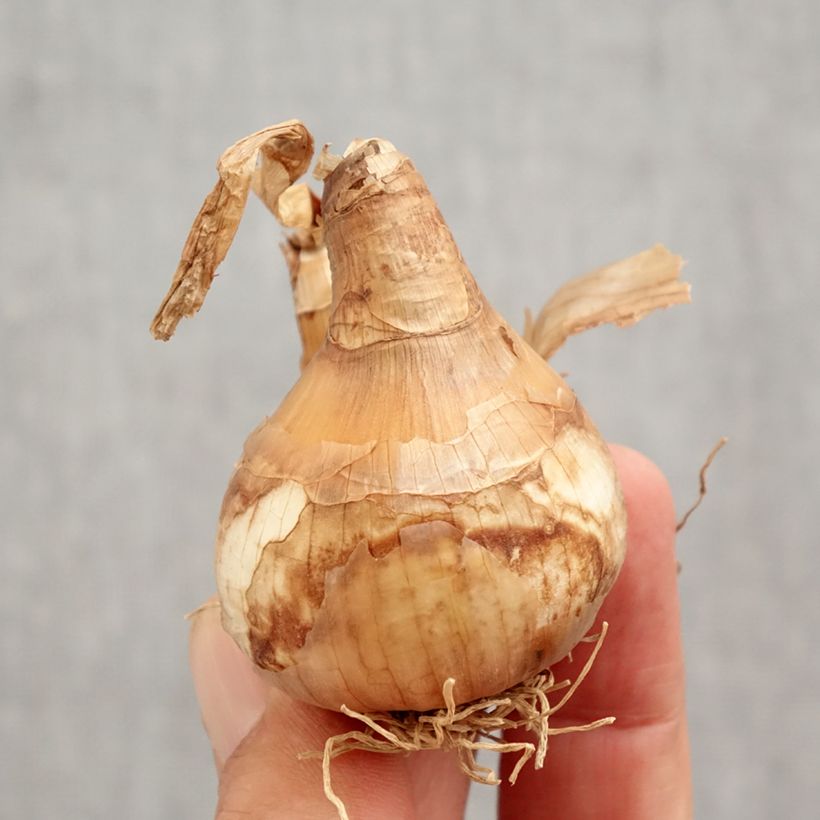 Ejemplar de Narciso White Lion Bulbo calibre 14/16 entregado en otoño