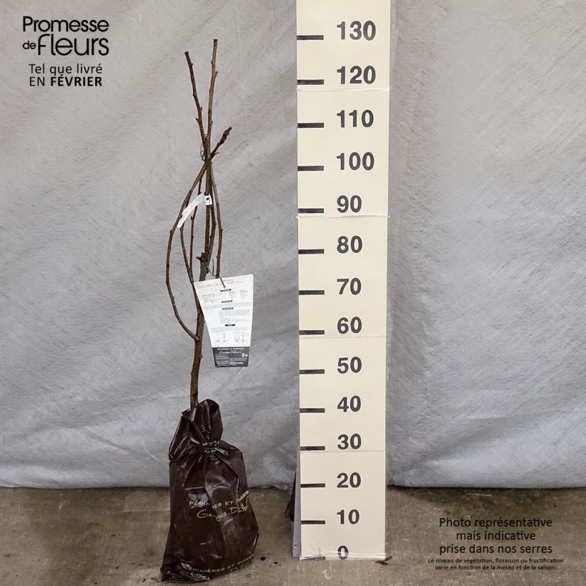 Nashi Hosui - Georges Delbard Cepellón "listo para plantar", Copa Ejemplar entregado en invierno